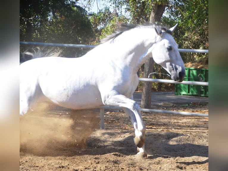 PRE Étalon 6 Ans 166 cm Gris in Vejer de la Frontera