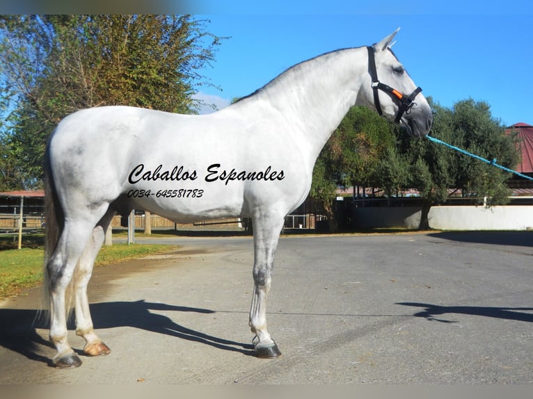 PRE Étalon 6 Ans 166 cm Gris in Vejer de la Frontera