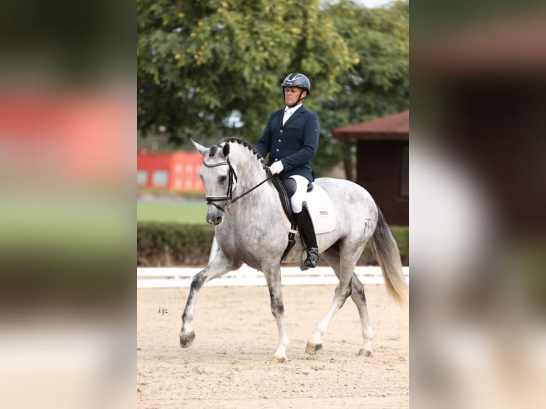 PRE Croisé Étalon 6 Ans 166 cm Gris in Los Palacios Y Villafranca