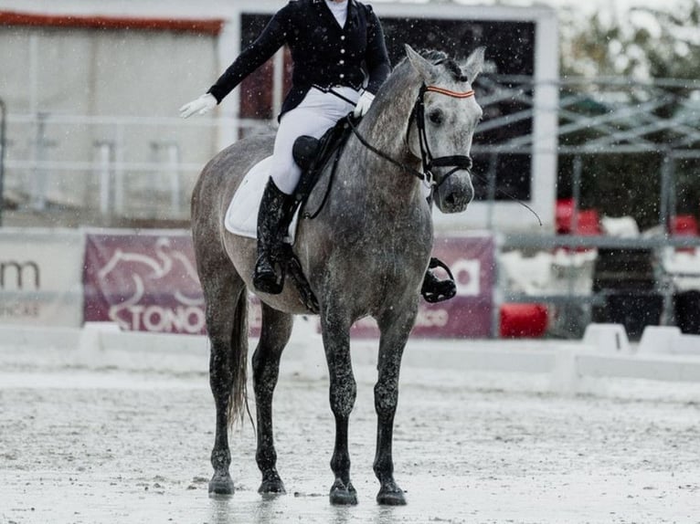 PRE Croisé Étalon 6 Ans 166 cm Gris in Navas Del Madroño