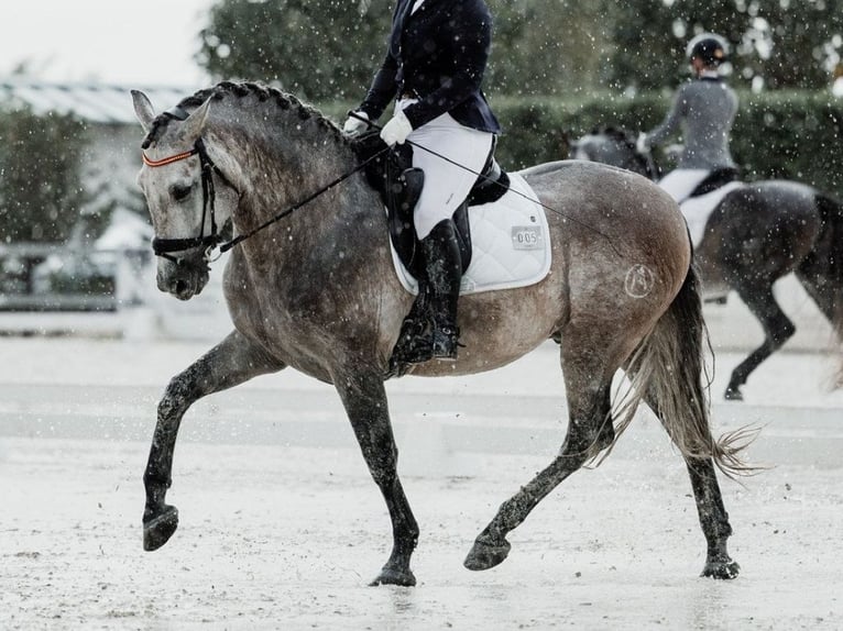 PRE Croisé Étalon 6 Ans 166 cm Gris in Navas Del Madroño
