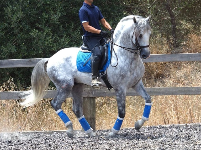 PRE Croisé Étalon 6 Ans 166 cm Gris in NAVAS DEL MADRONO