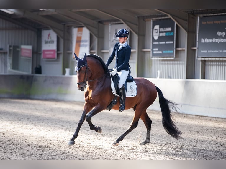 PRE Croisé Étalon 6 Ans 167 cm Bai brun in Vinkeveen