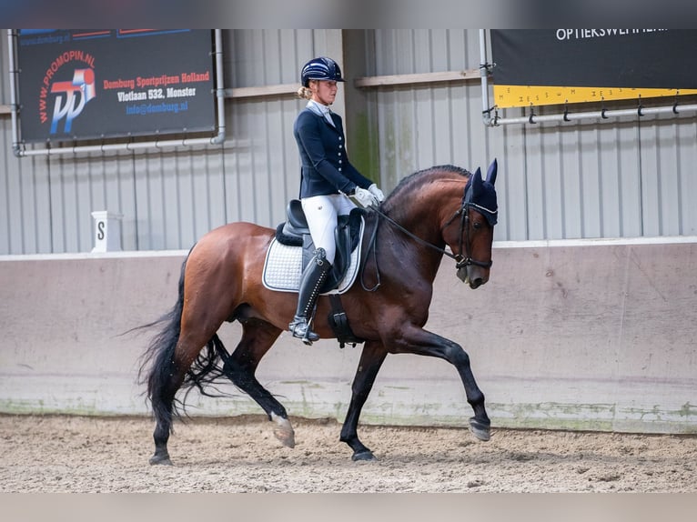 PRE Croisé Étalon 6 Ans 167 cm Bai brun in Vinkeveen