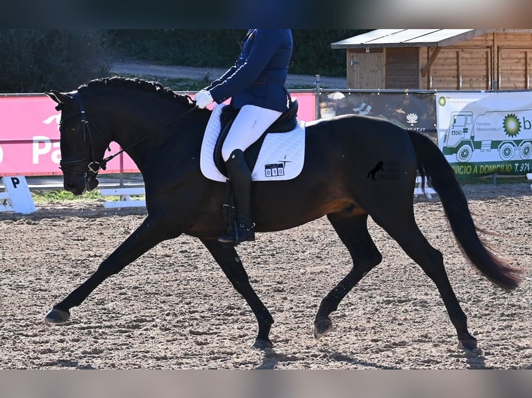PRE Croisé Étalon 6 Ans 167 cm Bai brun in Waiblingen