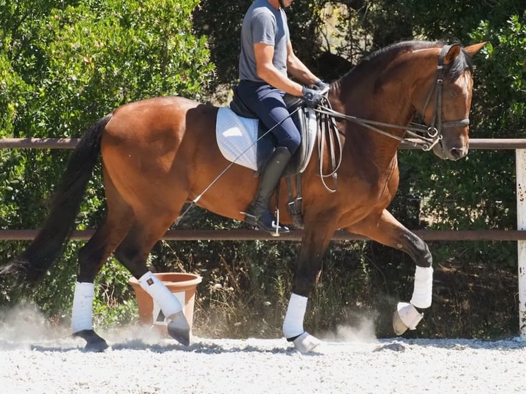 PRE Croisé Étalon 6 Ans 167 cm Bai cerise in NAVAS DEL MADRONO