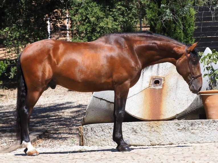 PRE Croisé Étalon 6 Ans 167 cm Bai cerise in NAVAS DEL MADRONO