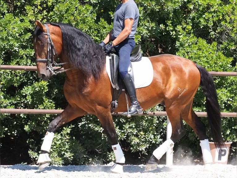 PRE Croisé Étalon 6 Ans 167 cm Bai cerise in NAVAS DEL MADRONO