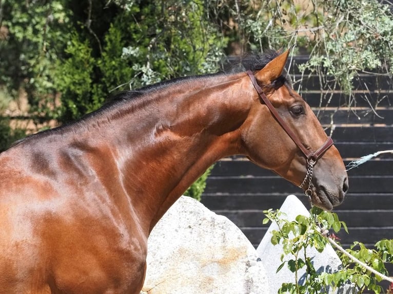 PRE Croisé Étalon 6 Ans 167 cm Bai cerise in NAVAS DEL MADRONO