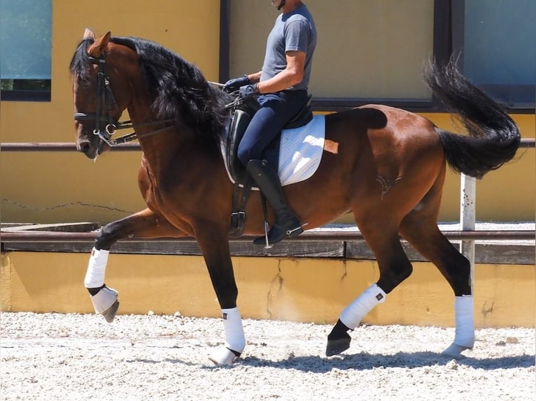 PRE Croisé Étalon 6 Ans 167 cm Bai cerise in NAVAS DEL MADRONO