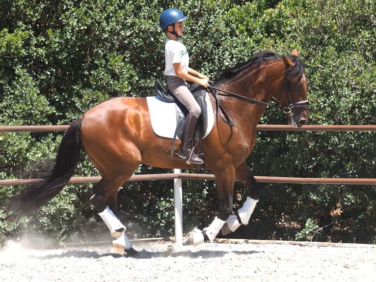 PRE Croisé Étalon 6 Ans 167 cm Bai cerise in NAVAS DEL MADRONO