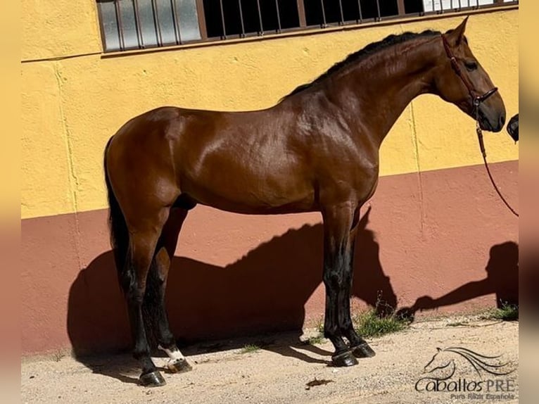 PRE Croisé Étalon 6 Ans 167 cm Bai in Barcelona