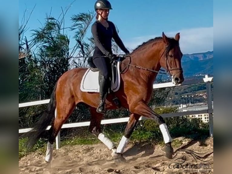 PRE Croisé Étalon 6 Ans 167 cm Bai in Barcelona