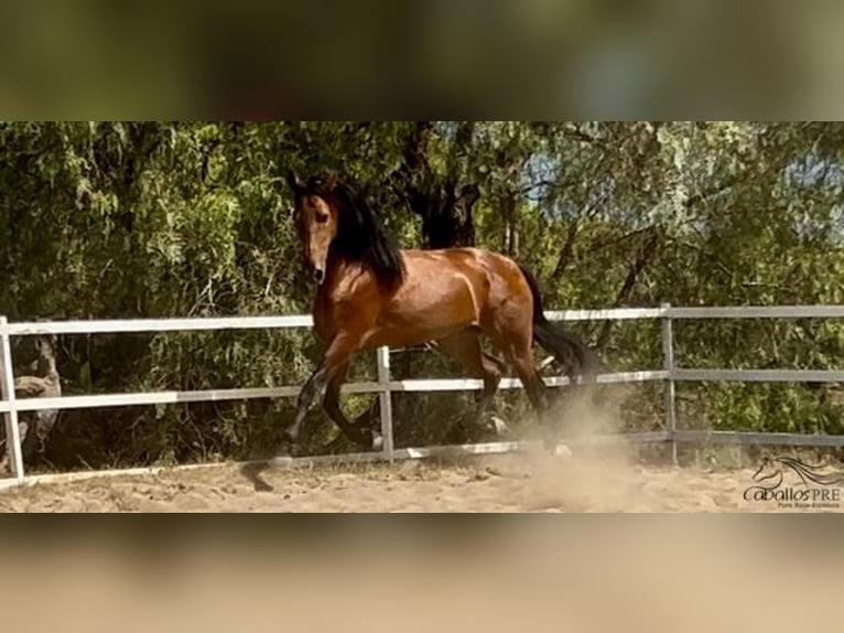 PRE Croisé Étalon 6 Ans 167 cm Bai in Barcelona