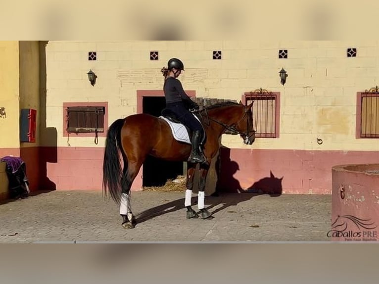 PRE Croisé Étalon 6 Ans 167 cm Bai in Barcelona