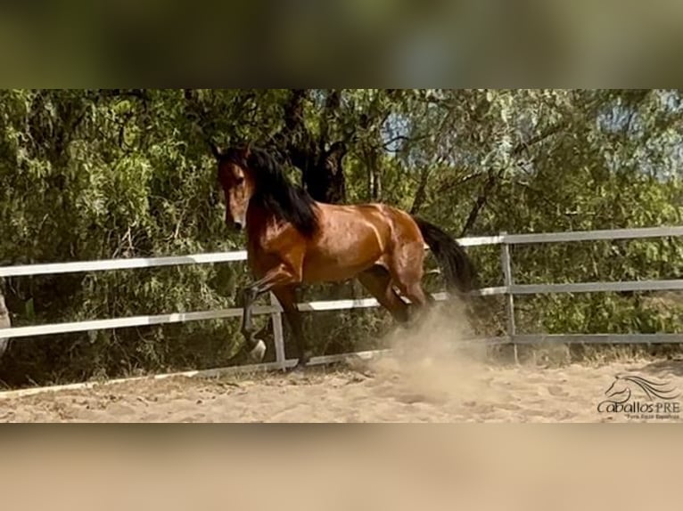 PRE Croisé Étalon 6 Ans 167 cm Bai in Barcelona