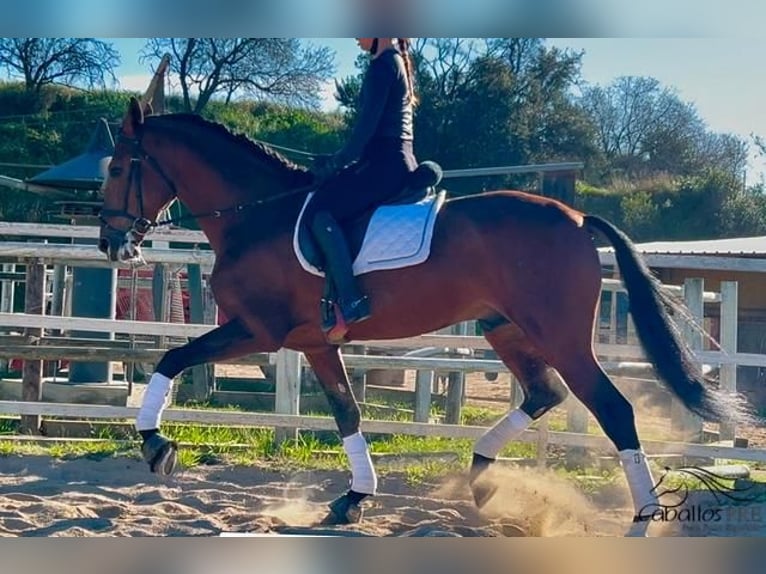 PRE Croisé Étalon 6 Ans 167 cm Bai in Barcelona