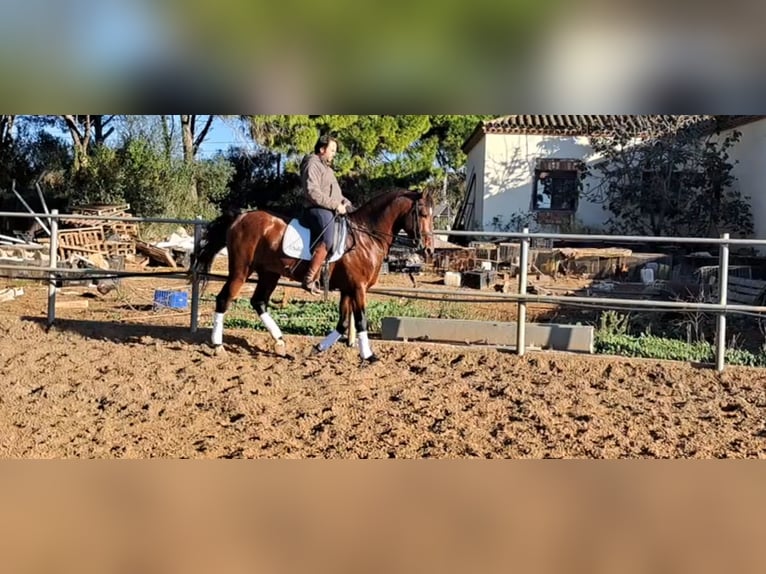 PRE Croisé Étalon 6 Ans 167 cm Bai in Conil De La Frontera