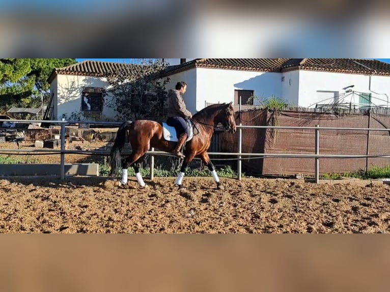 PRE Croisé Étalon 6 Ans 167 cm Bai in Conil De La Frontera