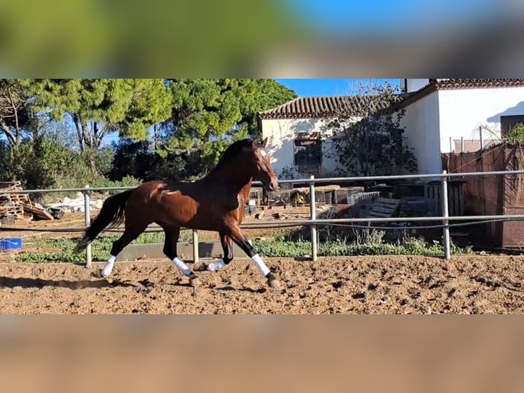 PRE Croisé Étalon 6 Ans 167 cm Bai in Conil De La Frontera