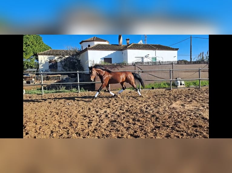 PRE Croisé Étalon 6 Ans 167 cm Bai in Conil De La Frontera