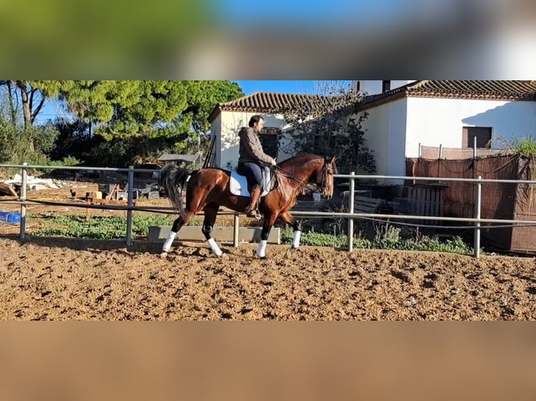 PRE Croisé Étalon 6 Ans 167 cm Bai in Conil De La Frontera