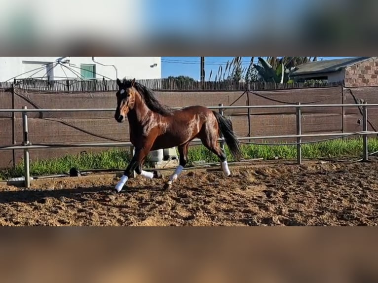 PRE Croisé Étalon 6 Ans 167 cm Bai in Conil De La Frontera