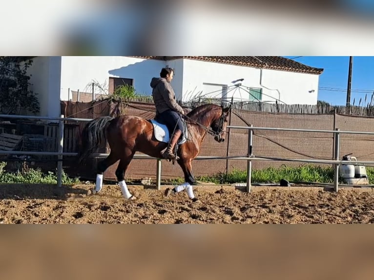 PRE Croisé Étalon 6 Ans 167 cm Bai in Conil De La Frontera