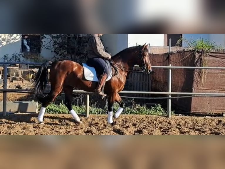 PRE Croisé Étalon 6 Ans 167 cm Bai in Conil De La Frontera