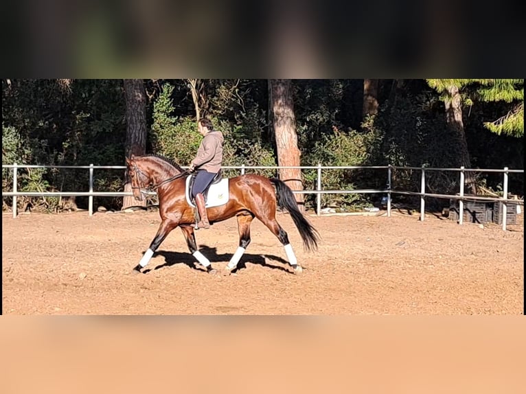 PRE Croisé Étalon 6 Ans 167 cm Bai in Conil De La Frontera