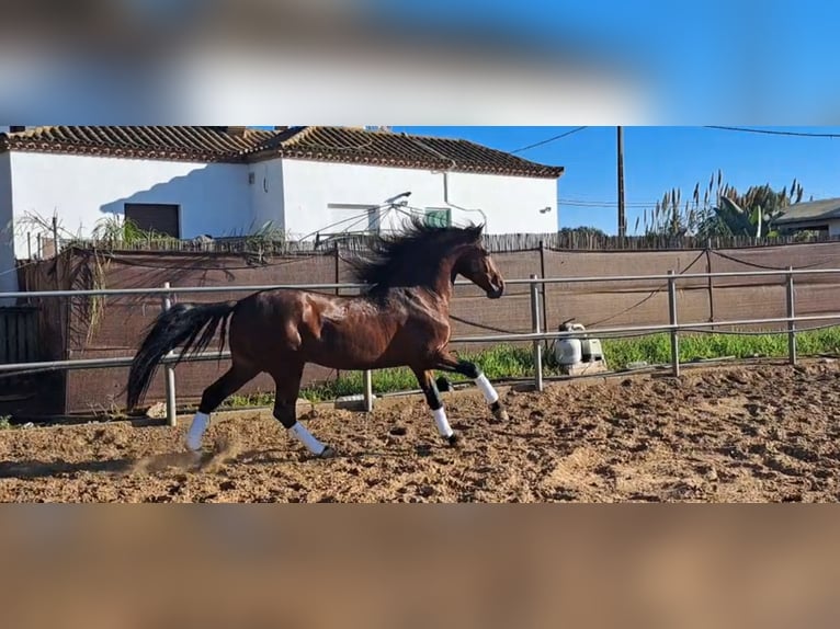 PRE Croisé Étalon 6 Ans 167 cm Bai in Conil De La Frontera