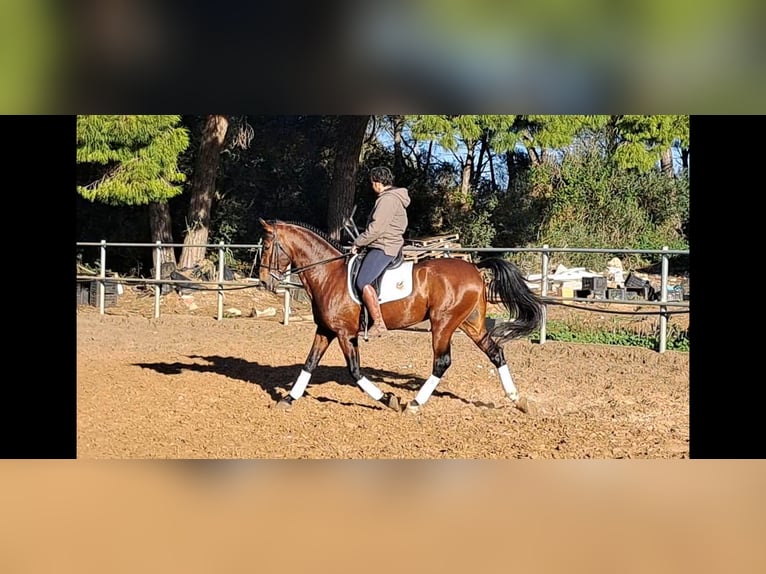 PRE Croisé Étalon 6 Ans 167 cm Bai in Conil De La Frontera