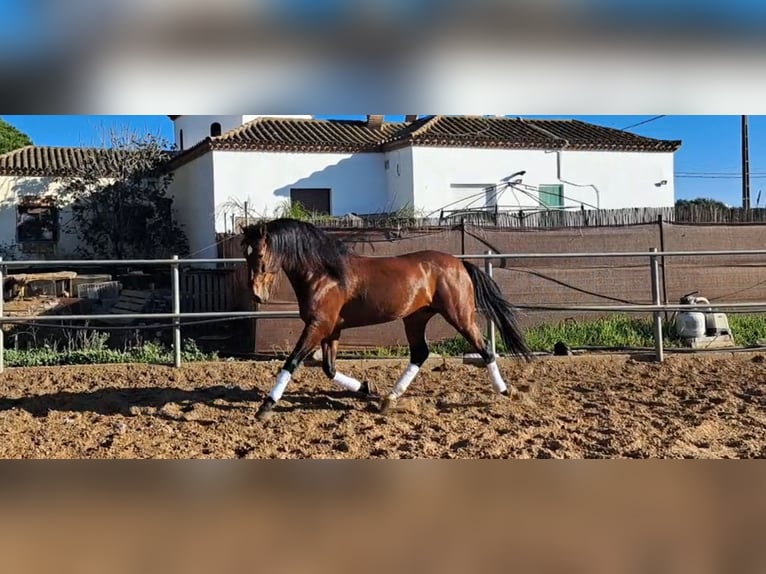 PRE Croisé Étalon 6 Ans 167 cm Bai in Conil De La Frontera