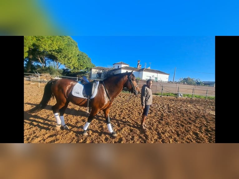 PRE Croisé Étalon 6 Ans 167 cm Bai in Conil De La Frontera