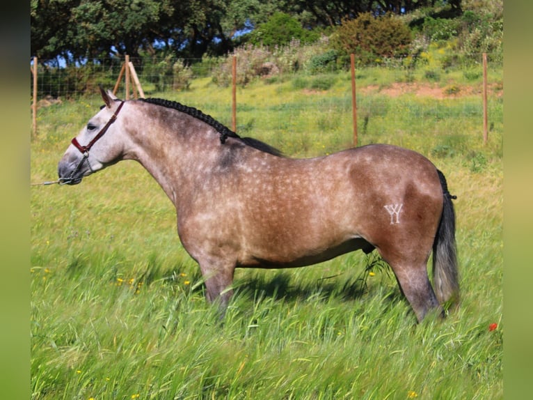 PRE Croisé Étalon 6 Ans 167 cm Gris in Malaga