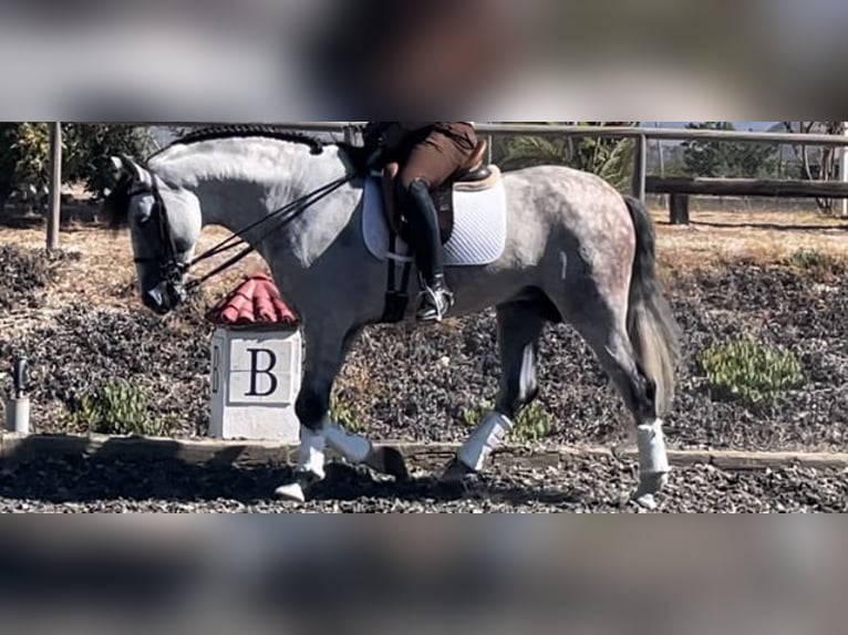 PRE Croisé Étalon 6 Ans 167 cm Gris in Malaga