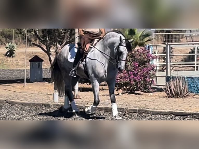 PRE Croisé Étalon 6 Ans 167 cm Gris in Malaga