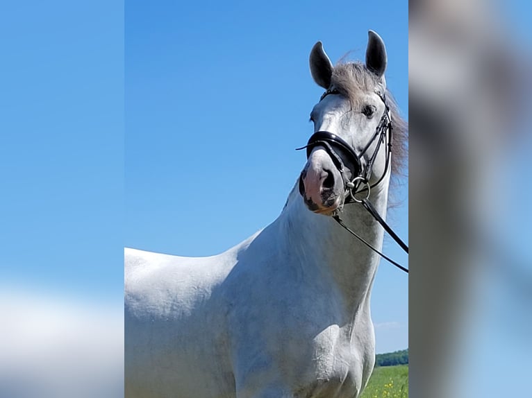 PRE Étalon 6 Ans 167 cm Gris in Saarbrücken