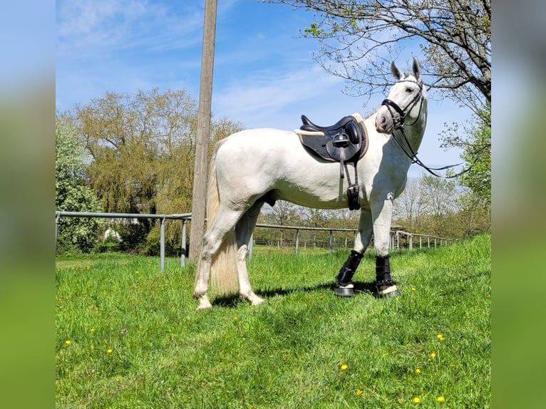 PRE Étalon 6 Ans 167 cm Gris in Saarbrücken