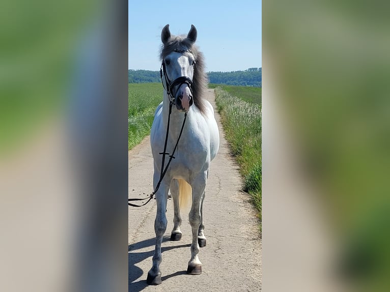 PRE Étalon 6 Ans 167 cm Gris in Saarbrücken