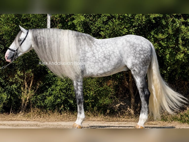 PRE Croisé Étalon 6 Ans 167 cm Gris pommelé in Sevilla