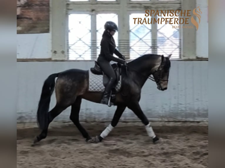 PRE Étalon 6 Ans 167 cm Isabelle in Traventhal