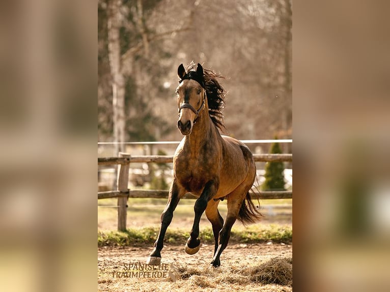 PRE Croisé Étalon 6 Ans 167 cm Isabelle in Traventhal