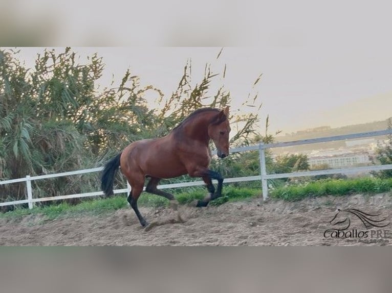 PRE Étalon 6 Ans 168 cm Bai in Barcelona