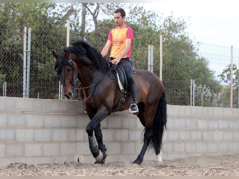 PRE Croisé Étalon 6 Ans 168 cm Bai brun in Valencia