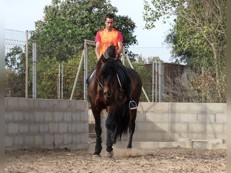 PRE Croisé Étalon 6 Ans 168 cm Bai brun in Valencia