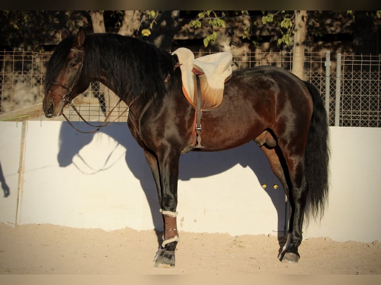 PRE Croisé Étalon 6 Ans 168 cm Bai brun in Valencia