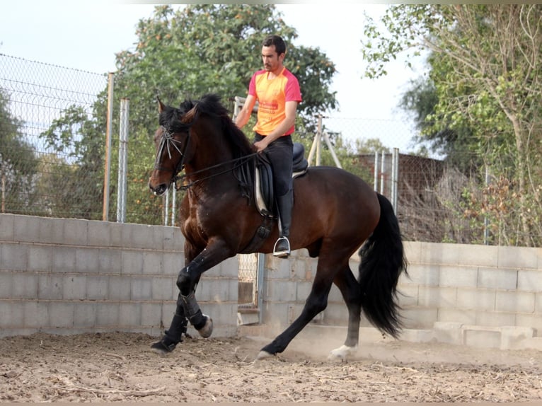 PRE Croisé Étalon 6 Ans 168 cm Bai brun in Valencia