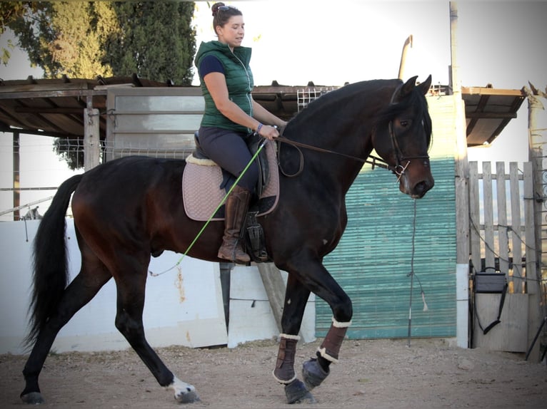 PRE Croisé Étalon 6 Ans 168 cm Bai brun in Valencia