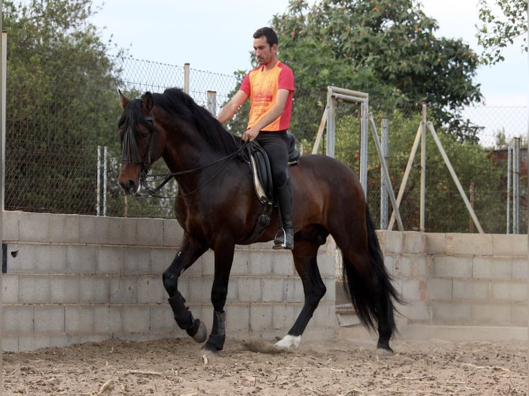 PRE Croisé Étalon 6 Ans 168 cm Bai brun in Valencia